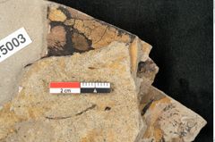 Foto (Detailansicht) von Alnus incana (Linne) Mönch (NHMW-GEO-2024-0188-15003)